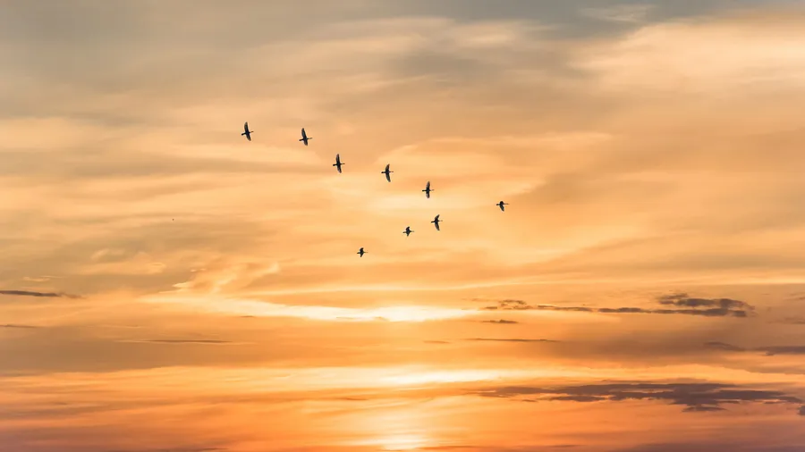 Birds in sky