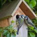 Vogels in de tuin