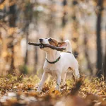 Jack Russell Parson Terrier Running Toward The Camera