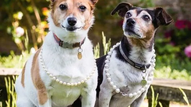 Ook Camilla's hondjes pakken de spotlights in 'haar' magazine