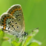 Silver Studded Blue