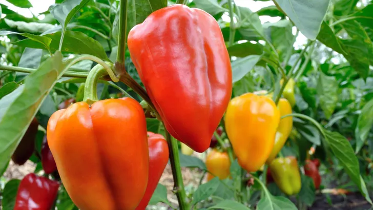 Huidverzorging uit de groentela: Waarom rode paprika zorgt voor een ultieme vochtboost