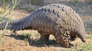 pangolin