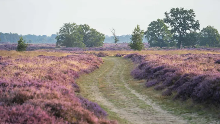 Drenthe