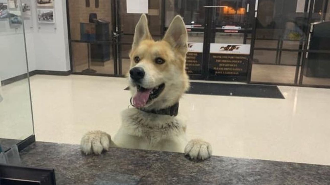 Hond Geeft Zichzelf Als Vermist Op Panorama