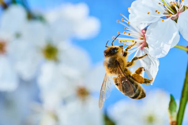 Honingbij op een bloem