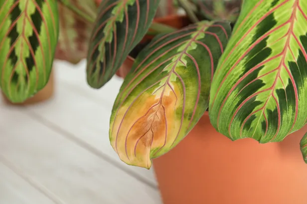 Plant met bruine bladeren