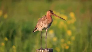 Feiten over de grutto