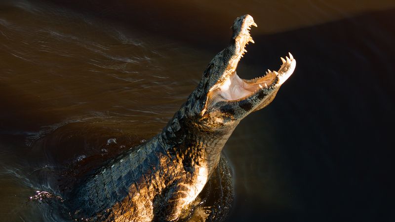 Bizar: krokodil bijt man, man bijt terug en ontsnapt | Panorama