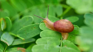 Slak in de tuin