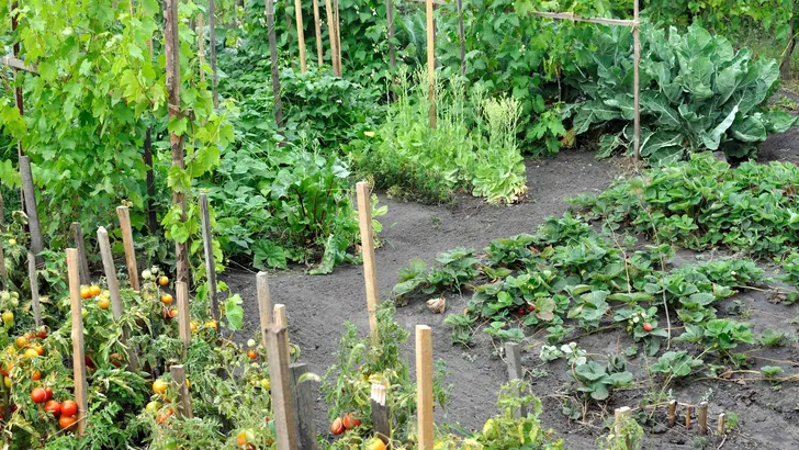 Moestuinseizoen