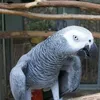 Papegaaien uit elkaar gezet omdat ze elkaar aanspoorden dierentuingasten verrot te schelden