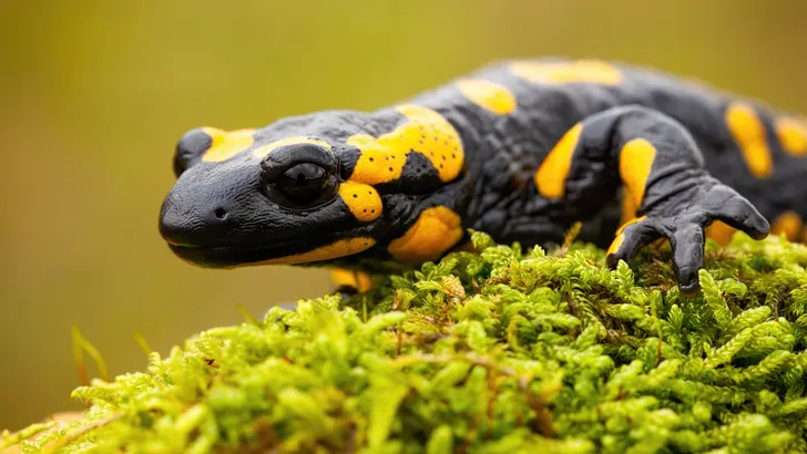 Duitse automobilisten negeren wegafsluiting en rijden 500 salamanders dood