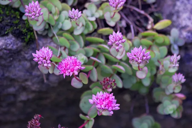 Sedum