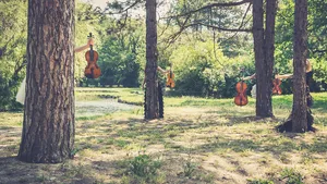 muziek bos violen klassiek