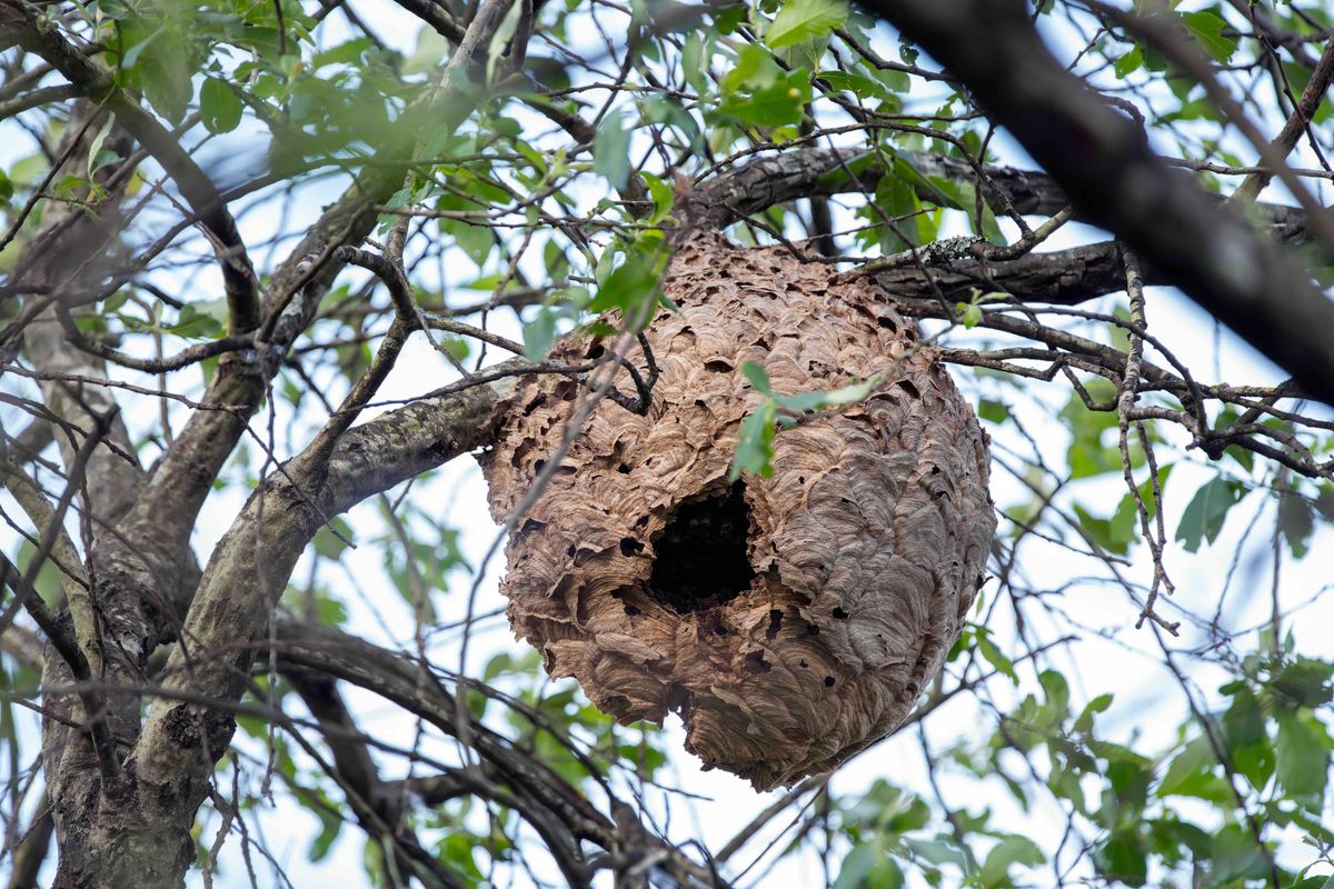 Een papieren zak in de boom? Dit is waarom de Aziatische hoornaar je tuin dan liever overslaat