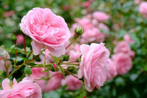 Rozen