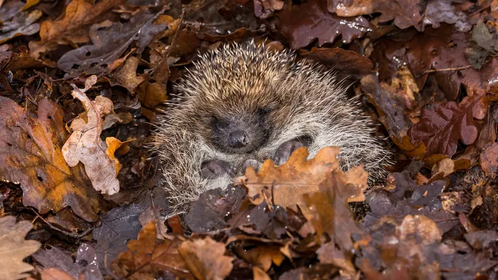 Egel in winterslaap