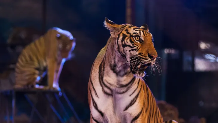 Circustemmer gedood door tijger