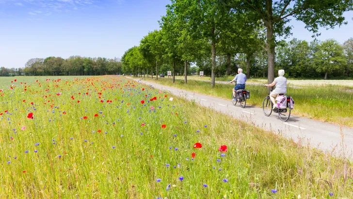 Senior couple riding bicycle along colorful wildflowers in Drenthe, Netherlands