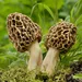 Paddenstoelen