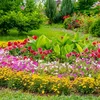 Geheime tuintips die je tuin deze lente én zomer laten bloeien zonder je in de buidel te moeten tasten | Elegance