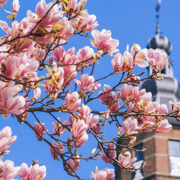 Bloesembomen