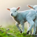 Cute young lambs on pasture, early morning in spring.