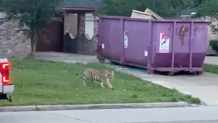 Video: man laat tijger uit in voortuin - buurtbewoners laaiend