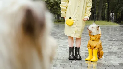 Geen hondenweer, maar een geluksboost: dit is waarom wandelen in de regen zo gezond voor je is