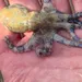 De blauwgeringde octopus