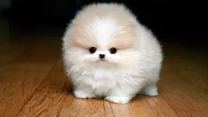 puppies