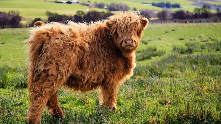 dieren