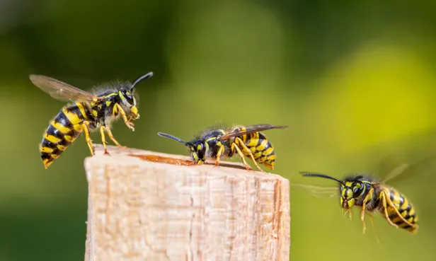 De gewone wesp: klein met zwarte en gele strepen