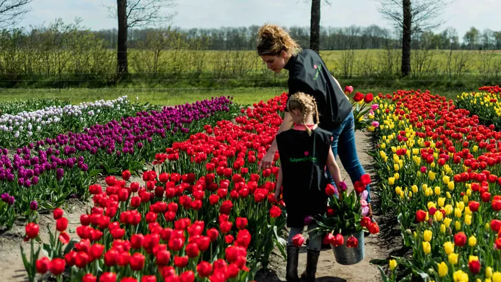 Tulpenpluktuin