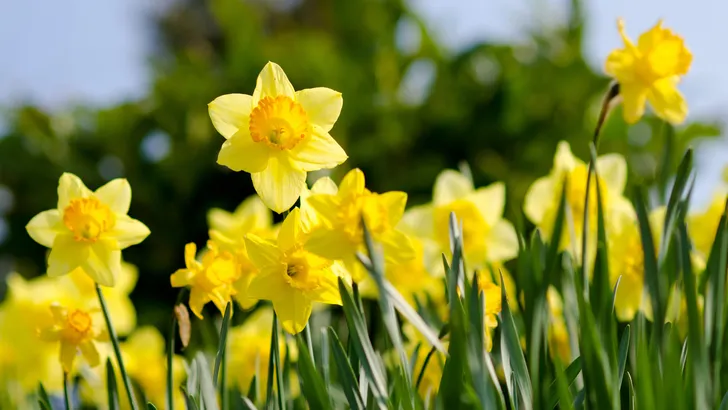 narcis