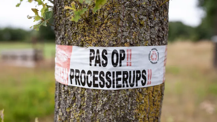 eikenprocessierups