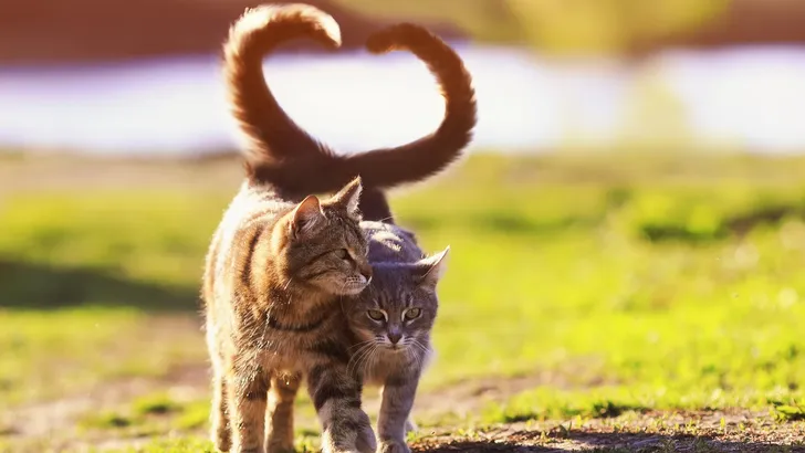 Internationale Dag van de Kat: de liefste filmpjes! 