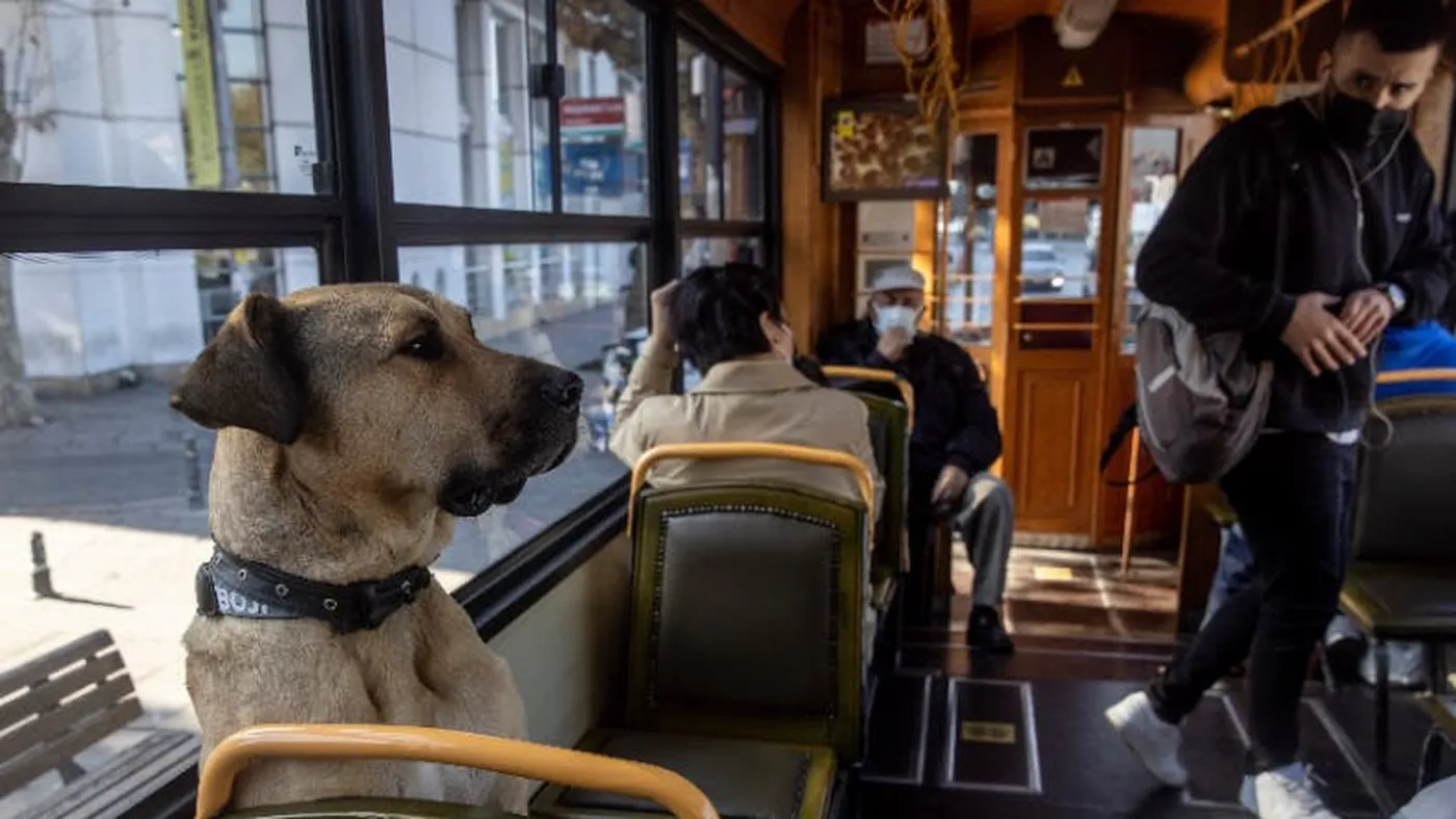 Geen enkele influencer krijgt zo snel volgers als deze hond