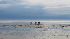 Walkers in the Wadden Sea, Fanö Island, Denmark
