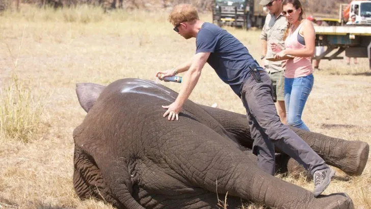 Adorable: prins Harry de Olifantenredder 
