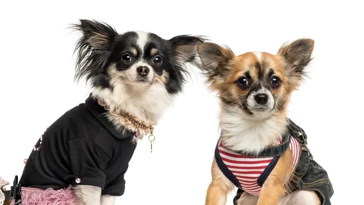 Wil je hebben: Moschino en H&M komen met kledinglijn voor honden