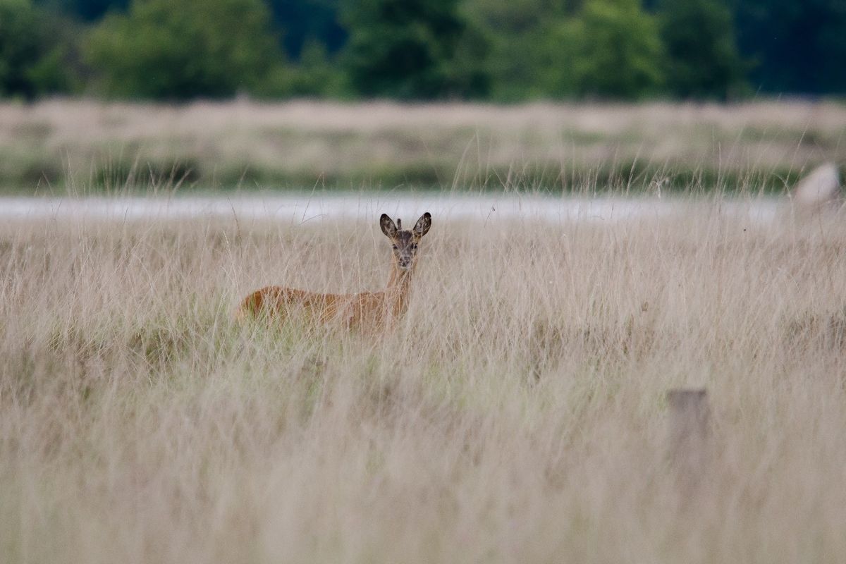 29/12: Reeënsafari bij Buitencentrum Boomkroonpad
