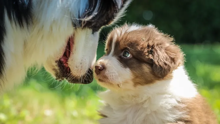 honden
