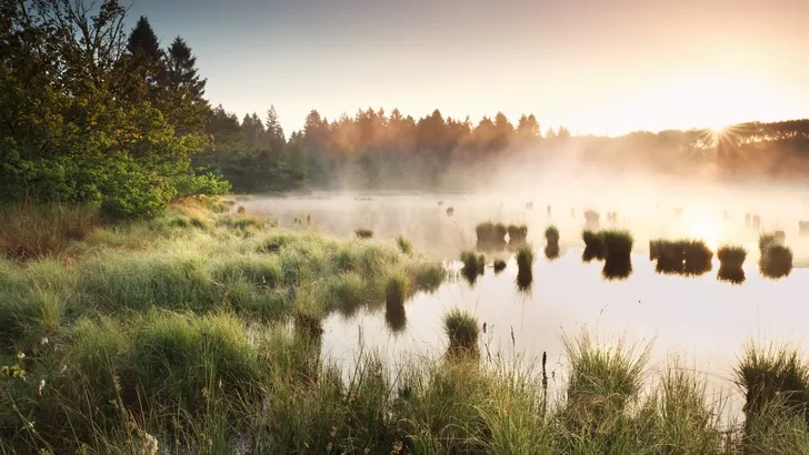 summer sunrise over wild swamp