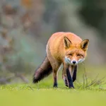 Fox walking on grass