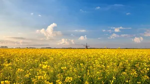 rapeseed flowers field and windmill